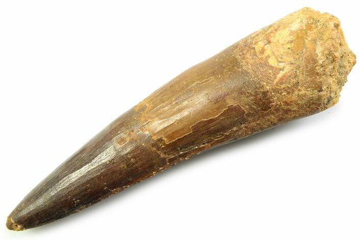 Fossil Spinosaurus Tooth - Real Fossil Tooth #357697